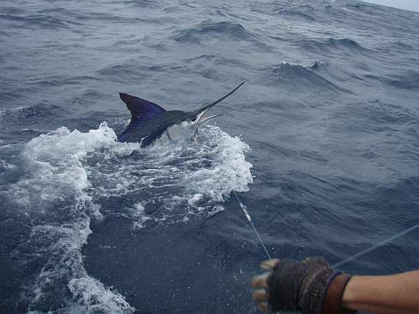 Striped Marlin-Australia