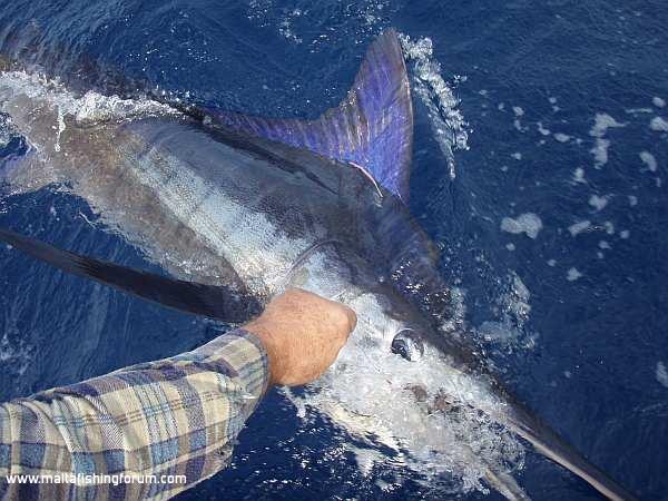striped marlin