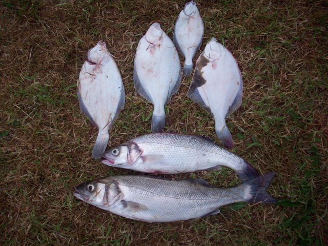 estuary fishing