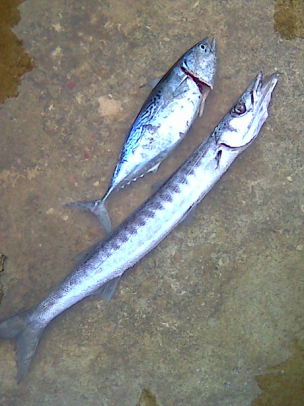 Frigate Mackerel & 'cuda