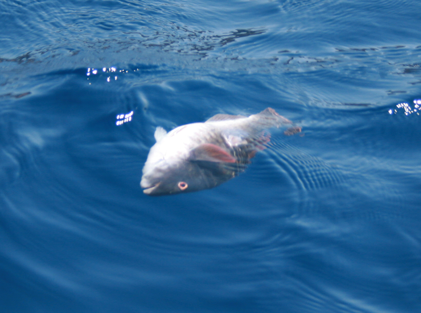 The One that Got Away!