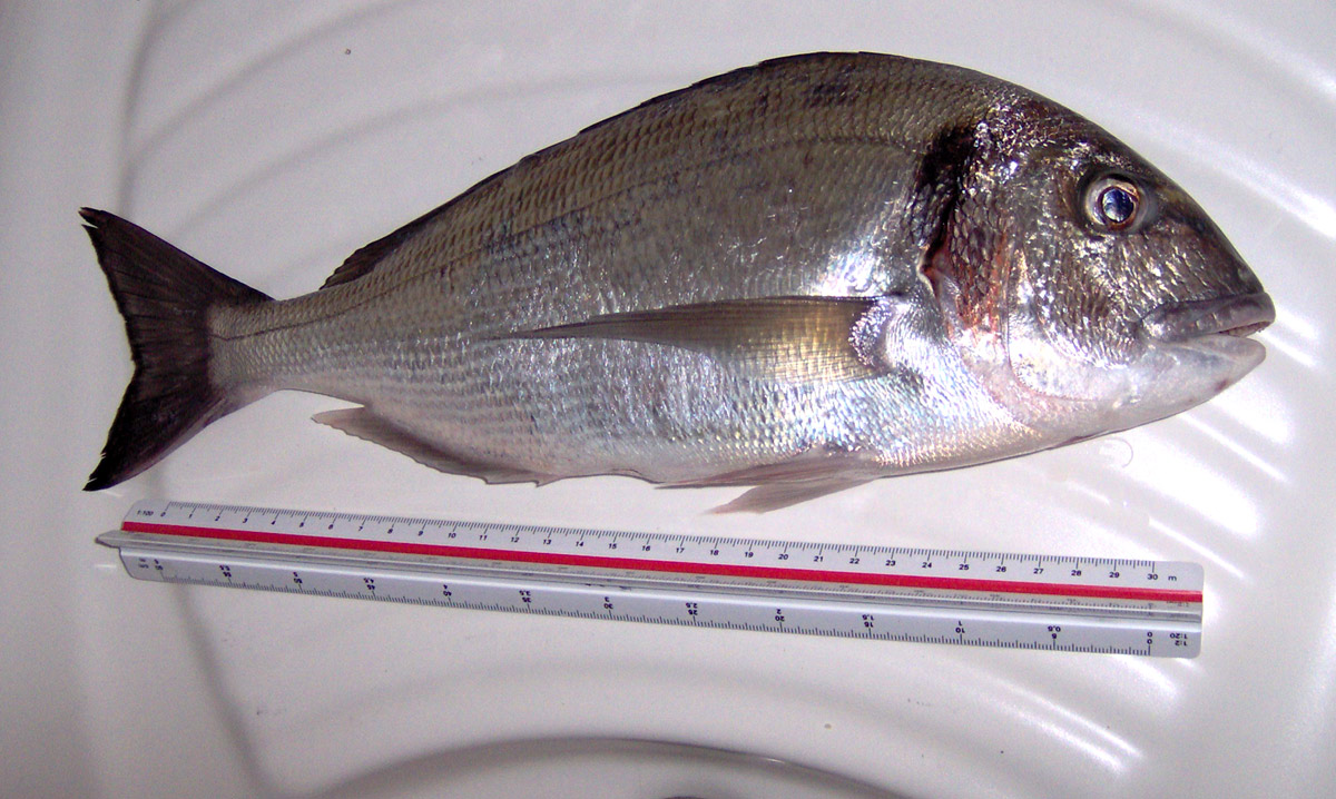 Bream/Awrata