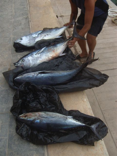 4 Bluefin Tuna