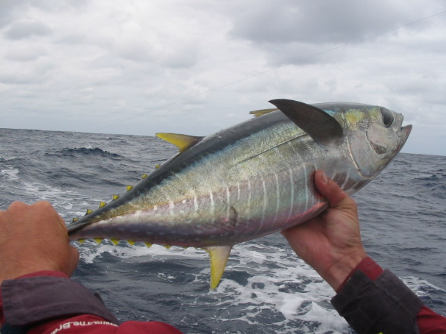 Small Yellowfin Tuna