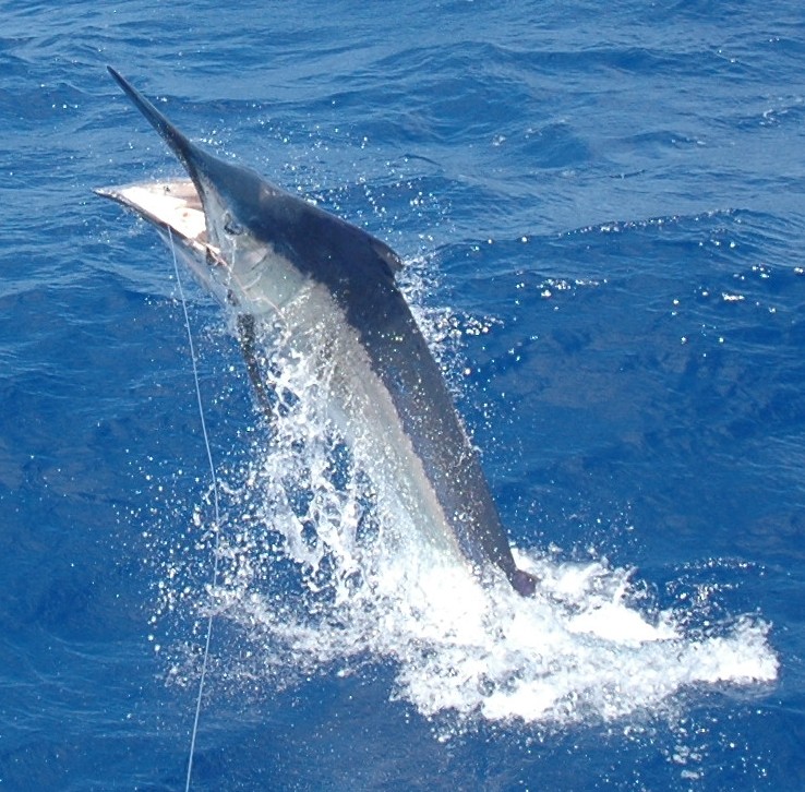 Blue Marlin