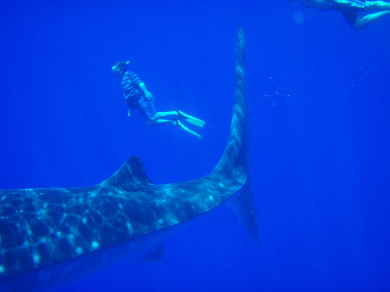 Twoutes Swimming with a Whale Shark