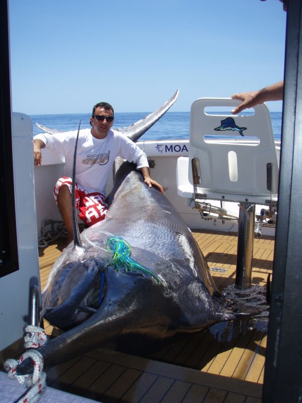 1140lbs Black Marlin