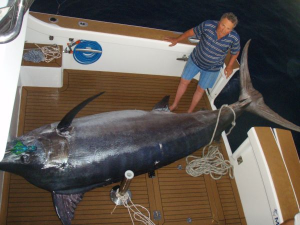 1140lbs Black Marlin