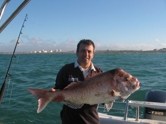 12kgs Snapper