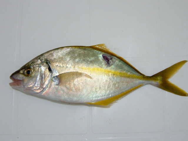 White Trevally