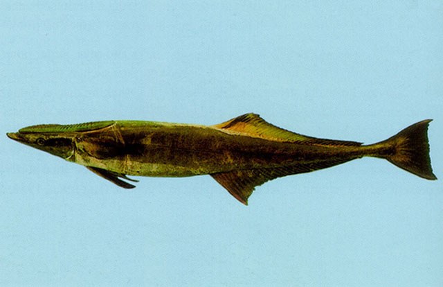 Remora Komuni