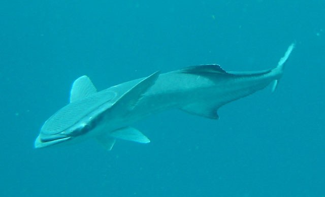 Remora Komuni