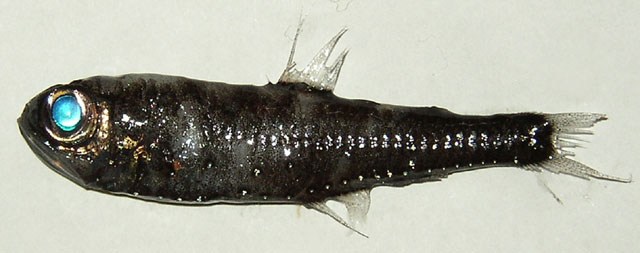 Glacier Lanternfish