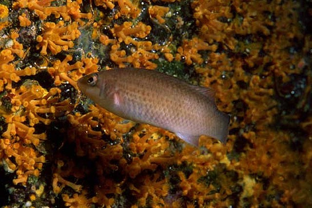 Goldsinny Wrasse