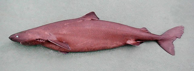 Little Sleeper Shark