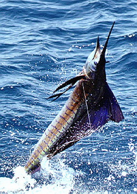 Atlantic Sailfish