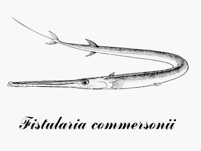 Cornet fish
