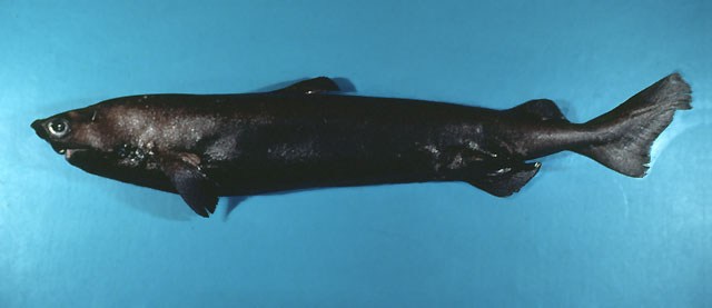 Portuguese Dogfish