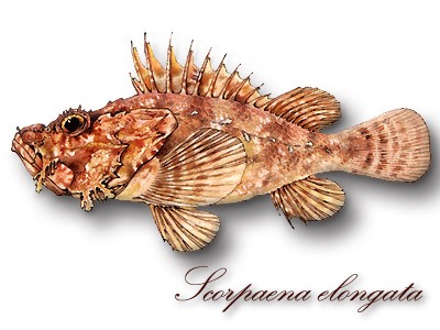 Slender Rockfish