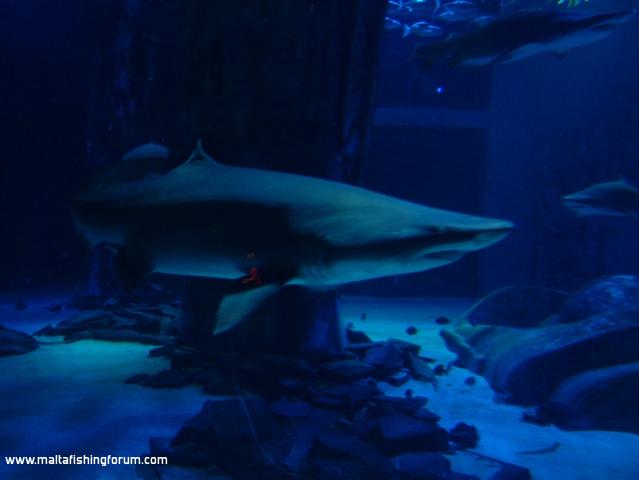 London Aquarium