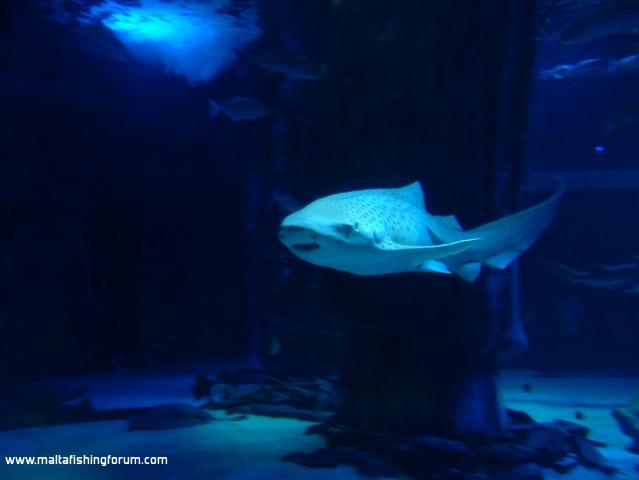 London Aquarium