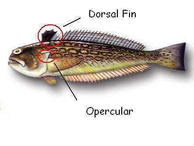 Trachinus radiatus