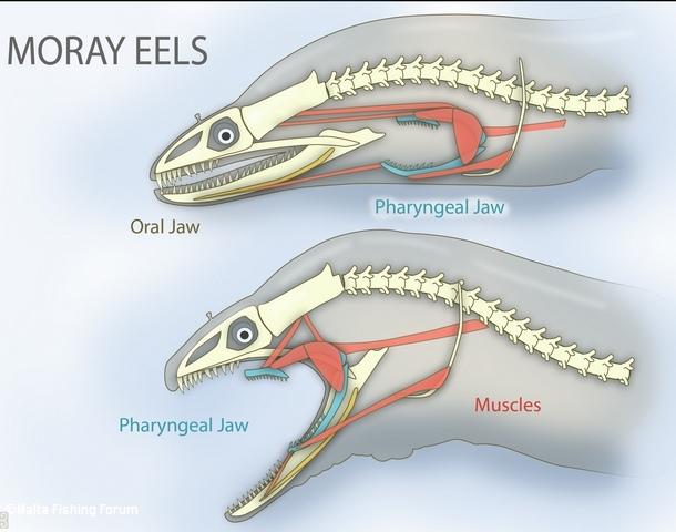 Moray Eel jaws.