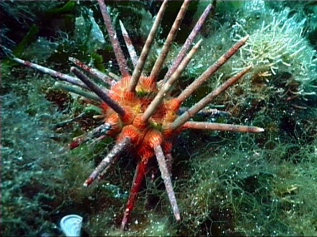 Orange Sea urchin