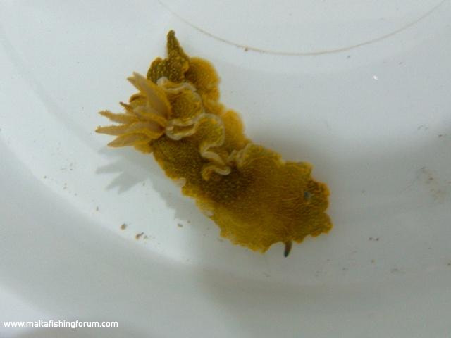 Yellow nudibranch