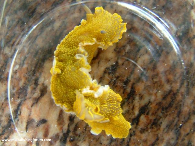 Yellow nudibranch