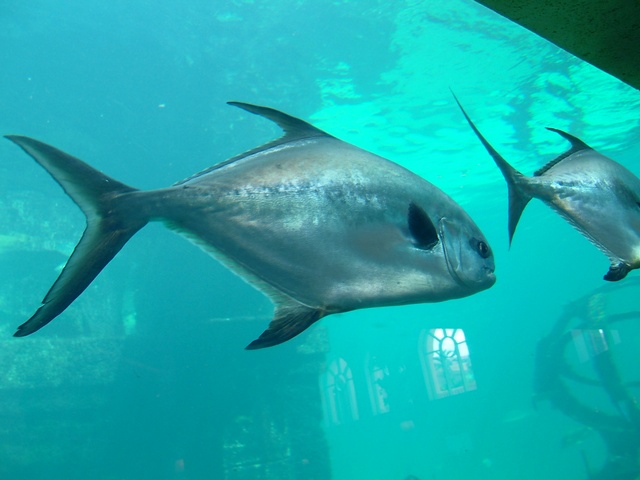 Atlantis Aquarium.