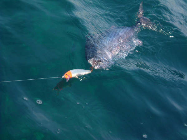 Plamtu caught whilst spinning from land