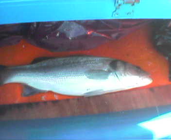 3.9kg Spnotta caught whilst trolling for kahli very close to shore in early summer