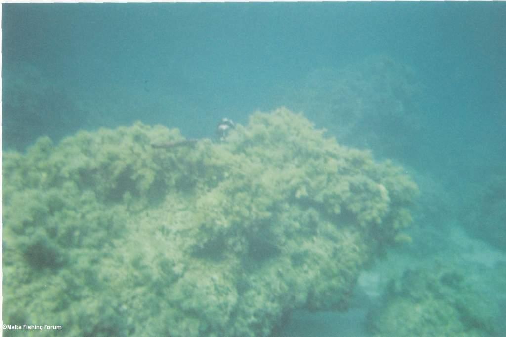 Hiding behind a rock