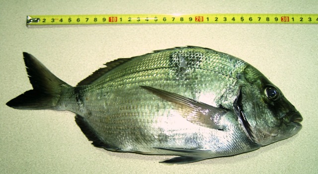 sargu 650gr