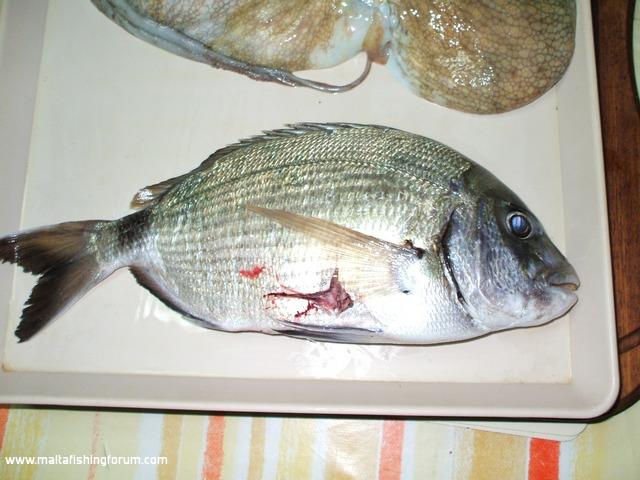 Seabream