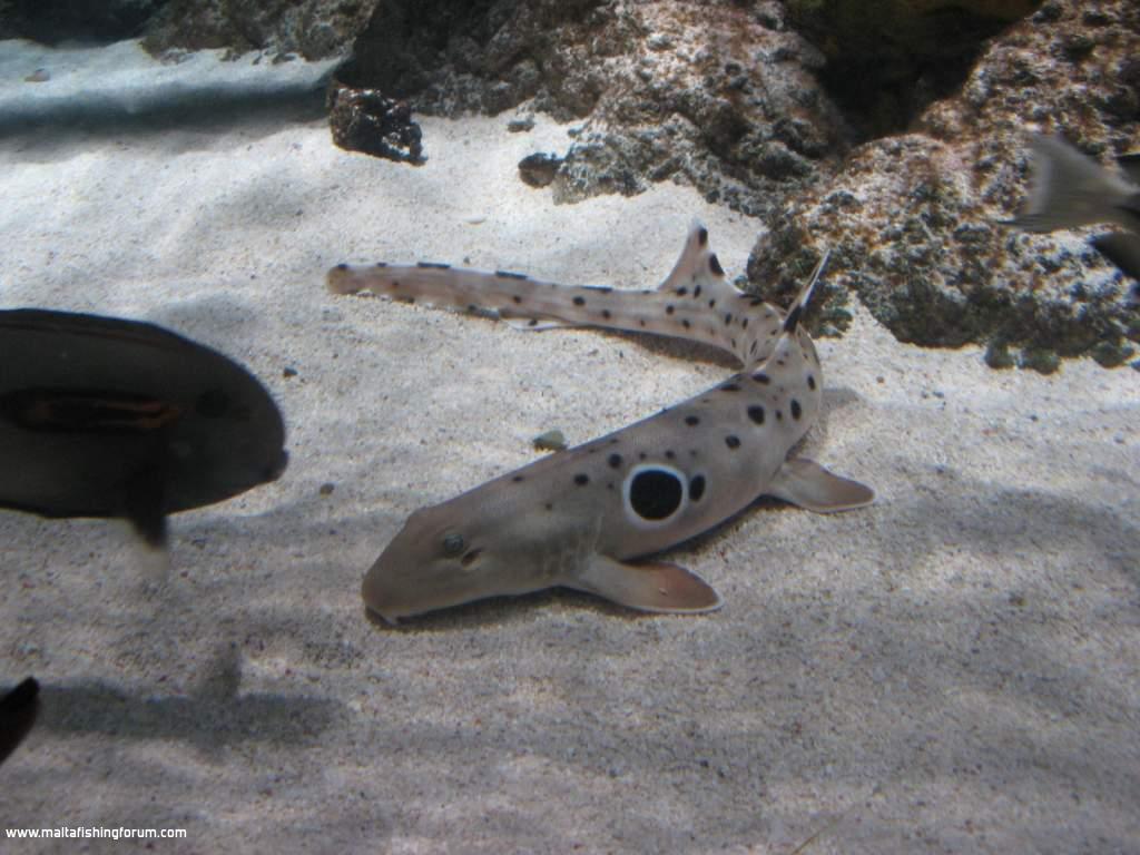 Some more pics of the London Aquarium.