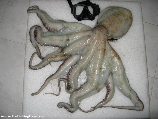 Almost 5Kg octopus.