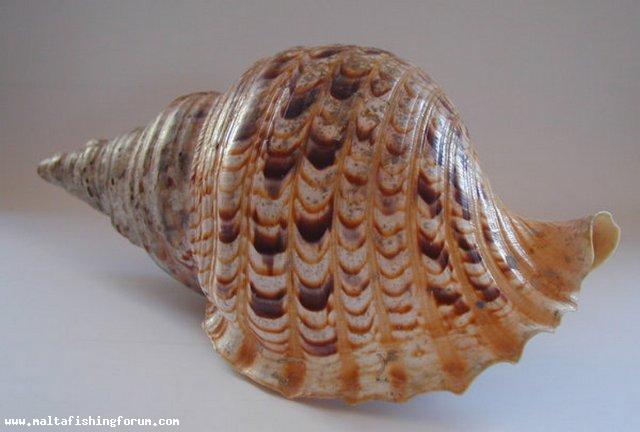 Charonia tritonis s.l.