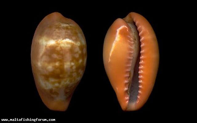 Zonaria pyrum