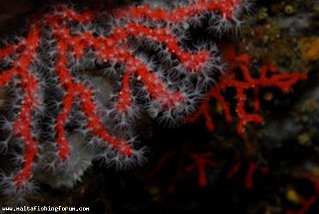 Corallium rubrum