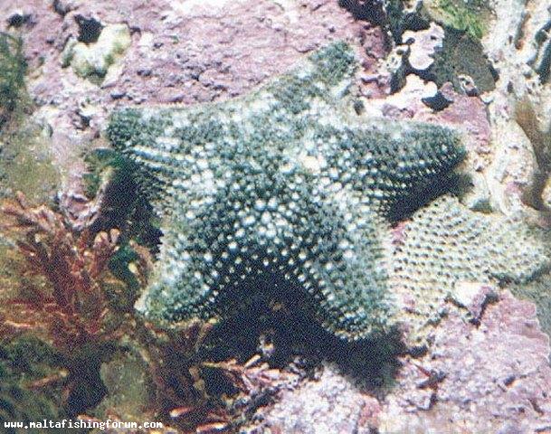 Asterina pancerii