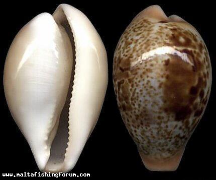 Schilderia achatidea