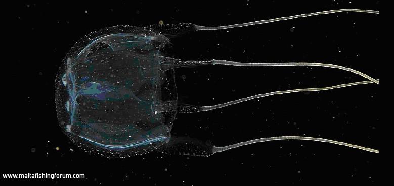 Mediterranean Box jellyfish