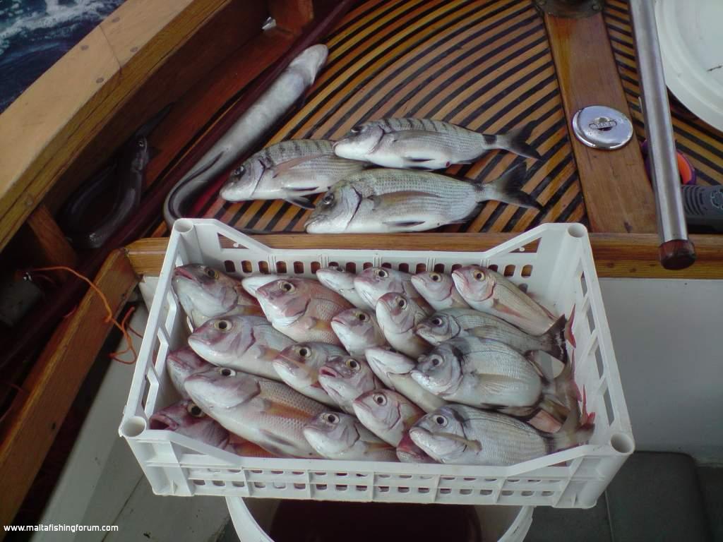 31/10/09 - First time longlining with my Bimbu :) - Caught by Perla 165 and myself :)