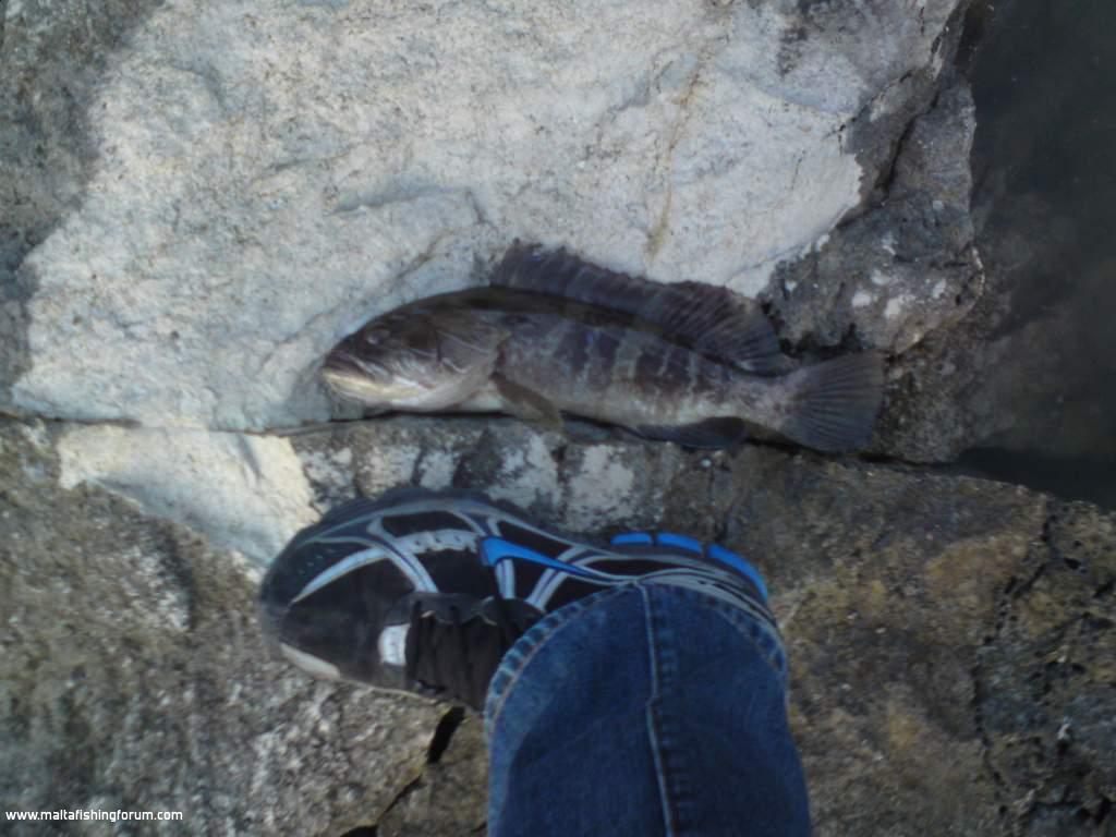 Grouper caught whilst spinning! - Catch and release