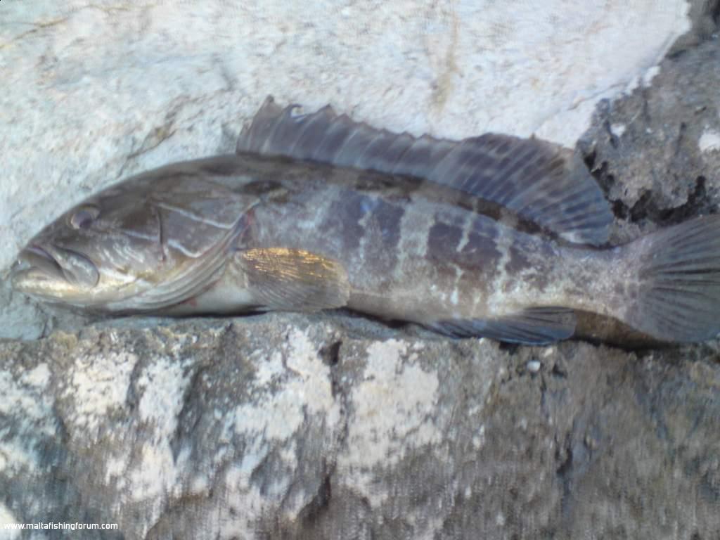 Grouper caught whilst spinning! - Catch & release