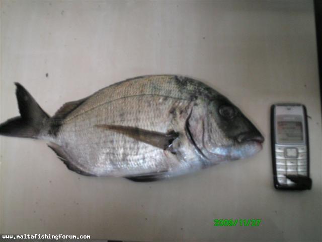 Nice Sea Bream