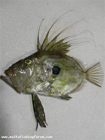 John Dory (San Pietru)