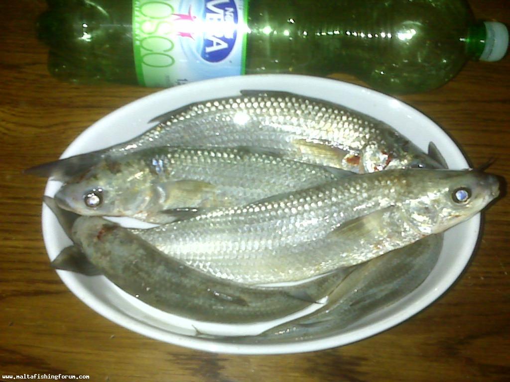 mullet fishing - Feb2010